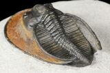 Harpes (Scotoharpes) Trilobite - Orange Head Shield #125079-5